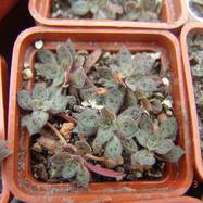 Crassula sp. Crassula (Крассула, Толстянка)