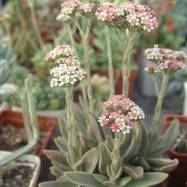 Crassula sp. (hybrid?) Crassula (Крассула, Толстянка)