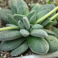 Crassula hybrid ausensis X 'Morgan's Beauty' Crassula (Крассула, Толстянка)
