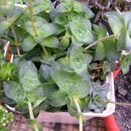 Crassula intermedia Crassula (Крассула, Толстянка)