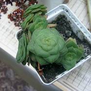 Crassula pseudohemisphaerica Crassula (Крассула, Толстянка)