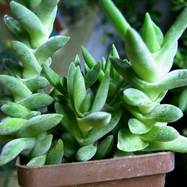 Crassula cornuta Crassula (Крассула, Толстянка)