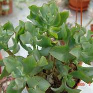 Crassula sp. hybrid Crassula (Крассула, Толстянка)