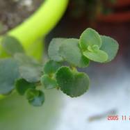 Crassula spathulata Crassula (Крассула, Толстянка)