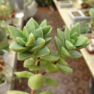Crassula cv 'Spring time' Crassula (Крассула, Толстянка)