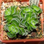 Crassula suzannae Crassula (Крассула, Толстянка)