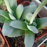 Crassula tecta Crassula (Крассула, Толстянка)
