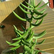 Crassula tetragona Crassula (Крассула, Толстянка)