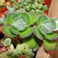 Crassula tomentosa Crassula (Крассула, Толстянка)