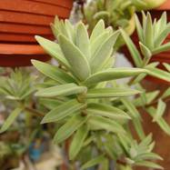 Crassula rattrayi Crassula (Крассула, Толстянка)