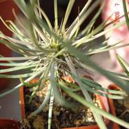 Didierea madagascariensis Didierea (Didiereaceae)