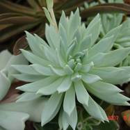 Dudleya farinosa Dudleya (Дудлея)