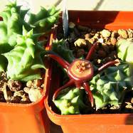 Duvalia caespitosa Duvalia (Дувалия)