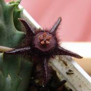 Duvalia sp. Duvalia (Дувалия)