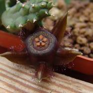 Duvalia sp. Pavelka Duvalia (Дувалия)