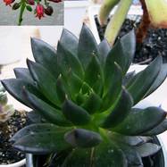 Echeveria affinis E.Walth. Echeveria (Эхеверия)