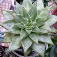 Echeveria agavoides Lem. Echeveria (Эхеверия)