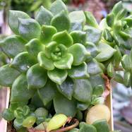Echeveria backebergii Echeveria (Эхеверия)