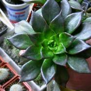 Echeveria cv. 'Black Prince' Echeveria (Эхеверия)