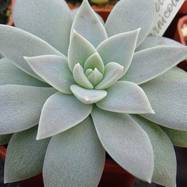 Echeveria carnicolor (Bak.) Morr. Echeveria (Эхеверия)