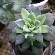 Echeveria carnicolor var.variegata Echeveria (Эхеверия)