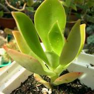 Echeveria chiapensis Echeveria (Эхеверия)