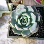 Echeveria derenbergii J.A.Purp. Echeveria (Эхеверия)