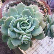Echeveria desmetiana Echeveria (Эхеверия)