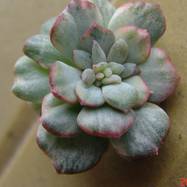 Echeveria desmetiana var.variegata Echeveria (Эхеверия)
