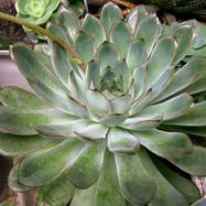 Echeveria pulidonis E.Walth. Echeveria (Эхеверия)
