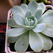 Echeveria elegans Echeveria (Эхеверия)