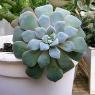Echeveria expatriata Echeveria (Эхеверия)