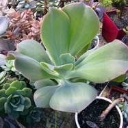 Echeveria gibbiflora Echeveria (Эхеверия)