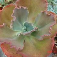 Echeveria hybrid Echeveria (Эхеверия)