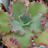 Echeveria hybrid Echeveria (Эхеверия)