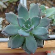 Echeveria hybrid Echeveria (Эхеверия)