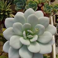 Echeveria lauii Echeveria (Эхеверия)