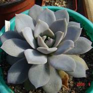 Echeveria lauii x carnicolor Echeveria (Эхеверия)