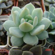 Echeveria lauii x desmetiana Echeveria (Эхеверия)