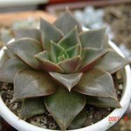 Echeveria lauii x purpusorum Echeveria (Эхеверия)