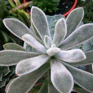 Echeveria leucotricha J.A.Purp. Echeveria (Эхеверия)