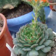 Echeveria minima Meyran Echeveria (Эхеверия)