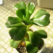 Echeveria multicaulis Echeveria (Эхеверия)