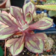 Echeveria nodulosa (Bak.) Otto Echeveria (Эхеверия)