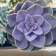 Echeveria cv. 'Perle von Nurnberg' Echeveria (Эхеверия)