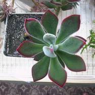 Echeveria coccinea (Cav.) DC. Echeveria (Эхеверия)