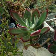 Echeveria coccinea  Echeveria (Эхеверия)