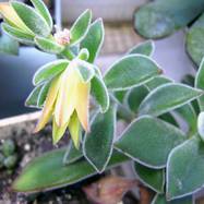 Echeveria coccinea (flower) Echeveria (Эхеверия)