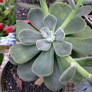 Echeveria pulvinata Rose Echeveria (Эхеверия)