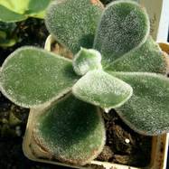 Echeveria pulvinata Echeveria (Эхеверия)